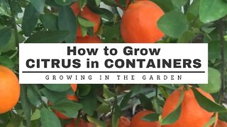 CITRUS in CONTAINERS: 11 TIps for SUCCESS