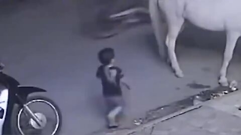 Boy plays with horse then this happens