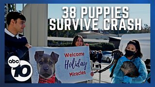 'Holiday miracle': 38 puppies on their way to San Diego survive tragic crash