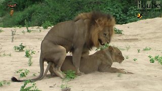 WILDlife: Pairing Lions In The Riverbed