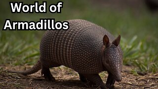 World of Armadillos: Nature's Armor Unveiled!