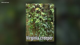 Virginia Creeper | Sarah's Walking Club Fall Scavenger Hunt
