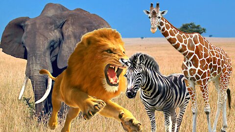 Animais selvagens - Leão,Elefante,Zebra,Girafa,Tigre,Urso