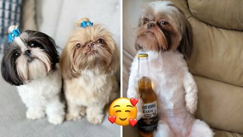 Does Your Shih Tzu Behave Like This? Part#2️⃣| Funny Dog Dose | Paws Affliction