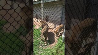 Lions Getting Fed; Female Won't Let Male Eat
