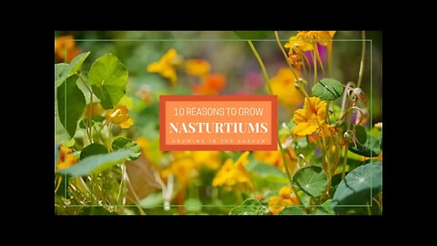 10 Reasons to GROW NASTURTIUMS