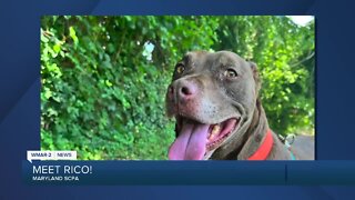 Rico the dog is up for adoption at the Maryland SPCA