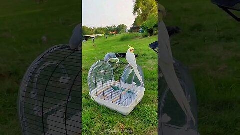 A trip with my cute pets | Cockatiels Craze