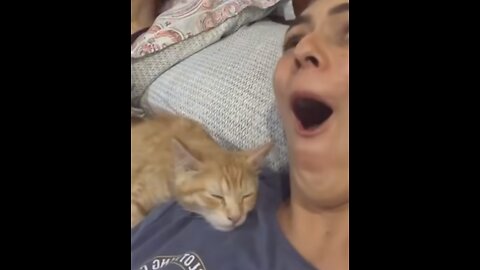 funny 🐱cats videos|can't stop laughing😂🤣😅