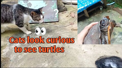 cat and turtles