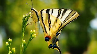 How butterfly collect honey | Beautiful butterfly seeking honey | How to collect honey | flowers