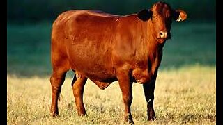 Red heifer deception.