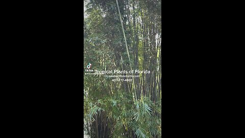 Tropical Plants of Florida -Bamboo Nursery near me 407-777-4807