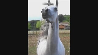 Beautiful Arabian Horse