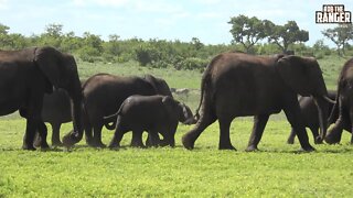 Elephant Herd With Tiny Calves | Kruger National Park