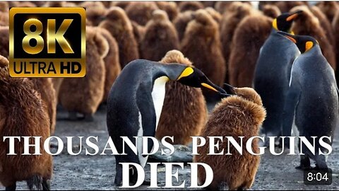 SAVE OUR PLANET 8K - Thousands of PENGUINS DIED in Antarctica