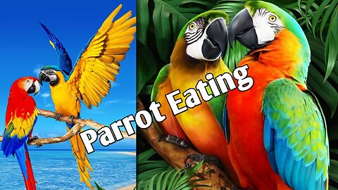 Parrot Eating !!