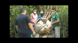 jabuticabeira híbrida gigante produzindo sem parar em vaso para o replantio foi nescessário trator