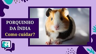 6 Dicas para Cuidar do PORQUINHO DA ÍNDIA