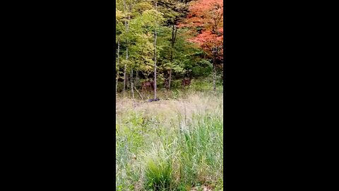 A few more deer in Saratoga National Battlefield