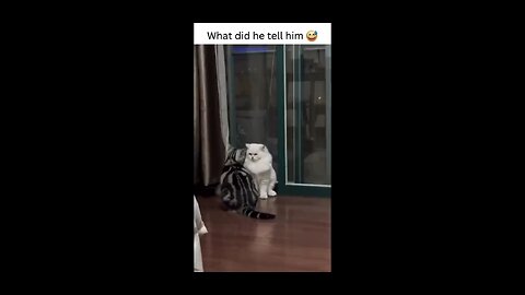 funny pets|funny cats🤣🤣