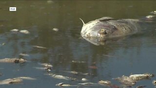 MOTE Marine Laboratory Working with Nearly Dozen Ideas that are Promising to Combat Red Tide