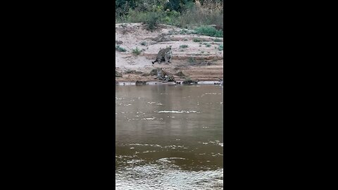 Jaguar pantanal Brazil