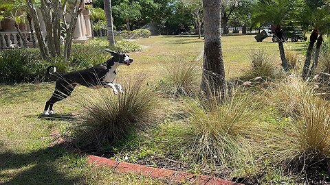 Great Dane Bounces Through Grass To Catch Sprinkler