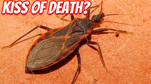 The Real Danger of The Kissing Bug!