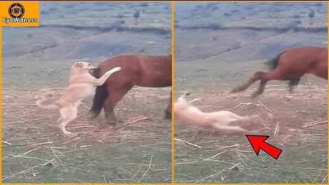 The angry horse kick on dog's face.