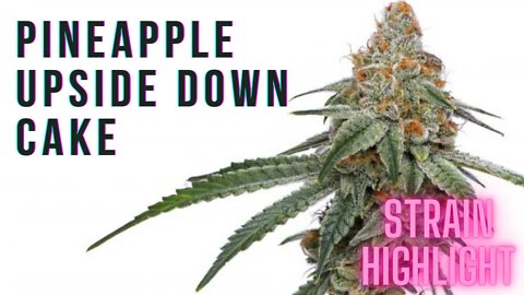 Pineapple Upside Down Cake 🍍 | Strain Review #strainspotlight #strainhighlight #shorts