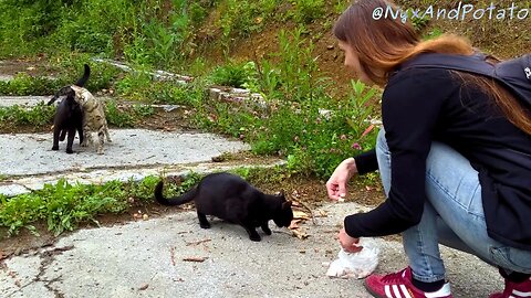 Meaty Treats for Hungry Kitties - Feeding Stray Cats