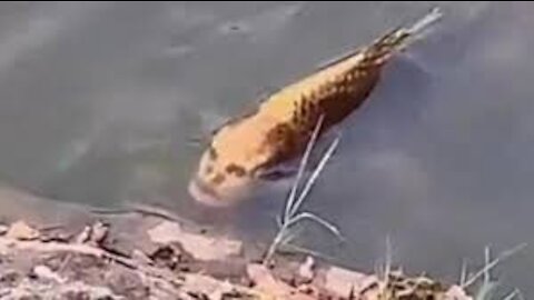 Fish with ‘human face’ in Chinese village