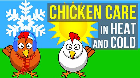 WHAT TO DO WITH CHICKENS IN HOT AND COLD TEMPS!