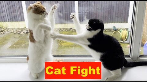 The only one respectful fighting. Funny Animal Videos.
