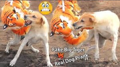 Troll Prank Dog Funny & fake Lion and Fake Tiger Prank To dog & Huge Box Prank to dog