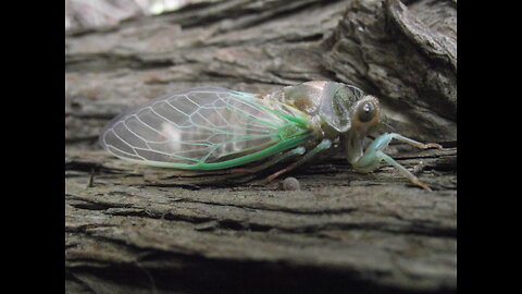 Episode 24 - Finally, Cicadas