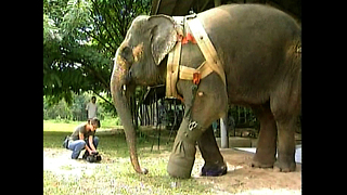 Elephant Has False Leg