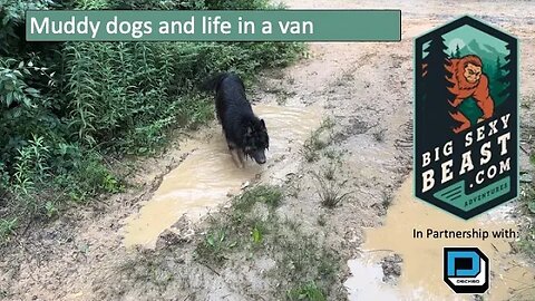 Muddy dogs and life in a van with @Decked