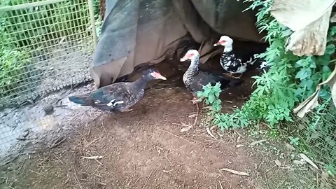 A couple of Bronze Muscovy girls 18th June 2021