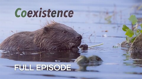 Meet the Beaver Architects of Vienna - Coexistence - BBC Earth