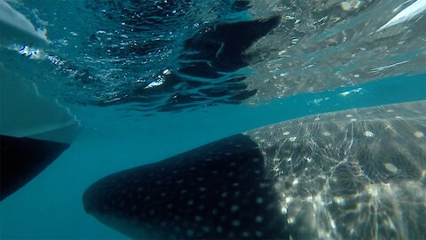 Whale Shark Collides With Charter Boat
