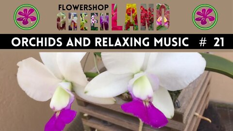 BITTERSWEET WALTZ MUSIC | 100 ORCHIDS TO THE SOUND OF RELAXING MUSIC | # 21