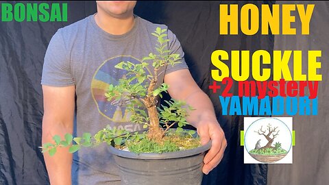 Honey Suckle BONSAI + 2 mystery trees?