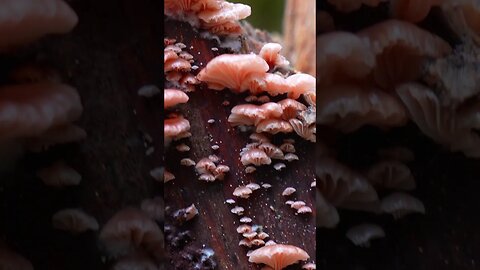 Rosy Oysterling #mushroom