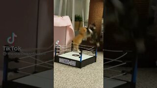 Tiktok Funny Kittens Fight - Cutest Kittens Wrestling