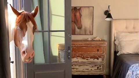Funny horse thinks he's an expert interior designers and decorator