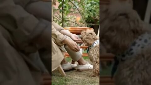 love puppy,#shortdogvideos #shorts