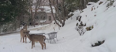What are the deer up to today?