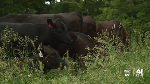 Kansas City Cattle Company feeling impact of inflation in multiple ways